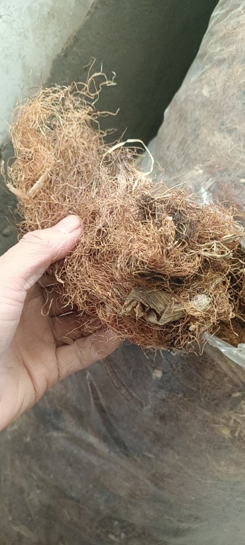 玉米须是山东产地直供大货优质玉米须质量好