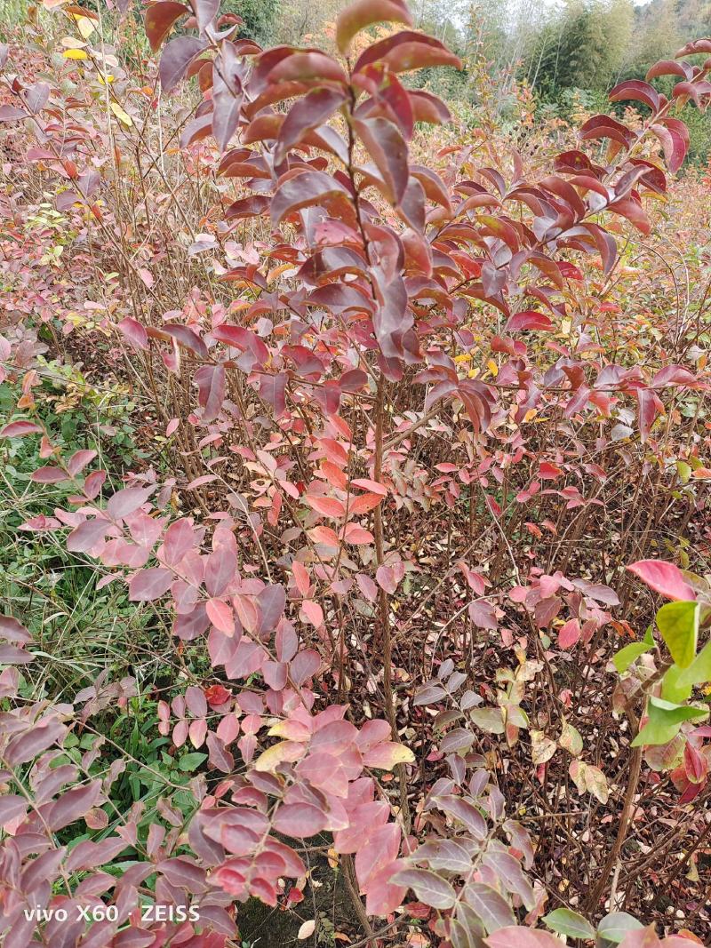 红花紫薇、紫薇小苗地径0.5一2公分大量供应！