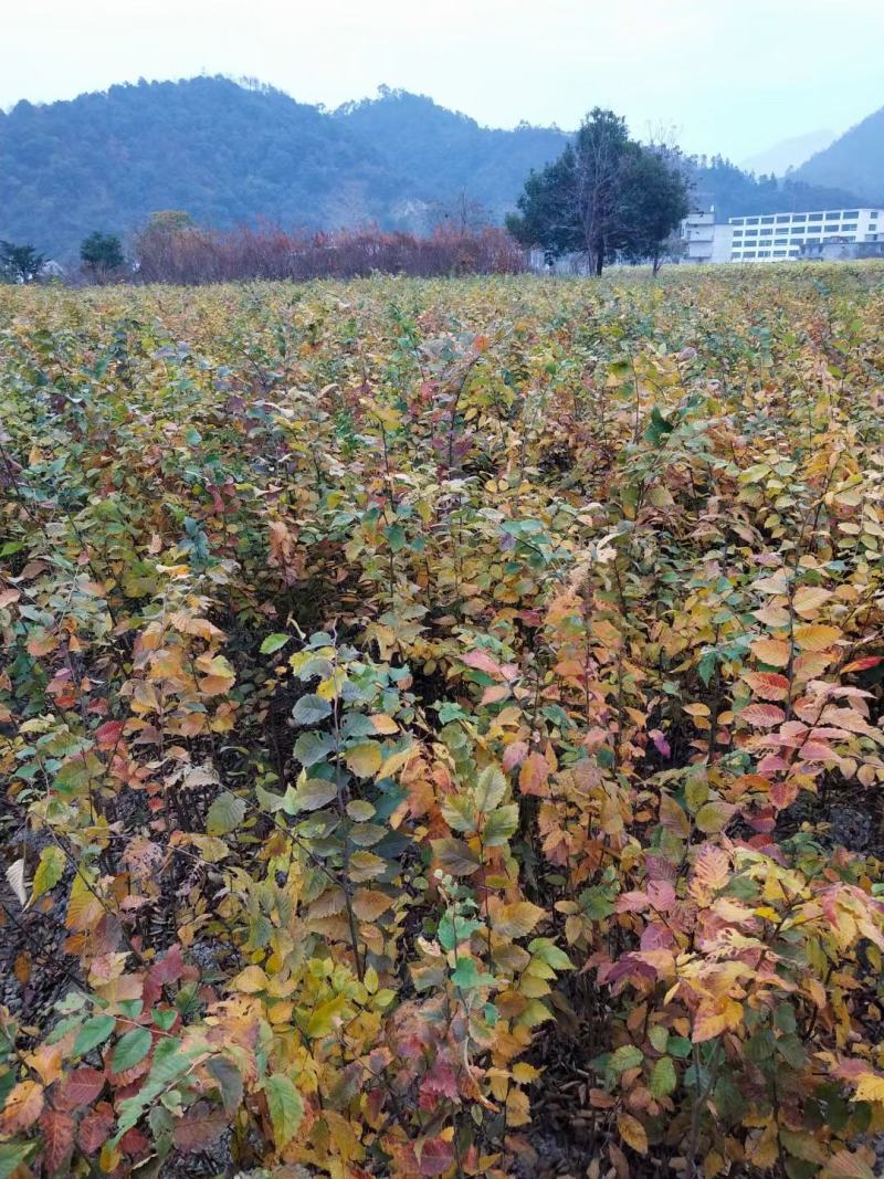 红榉、红榉小苗地径0.6一2.5公分海量现货供应