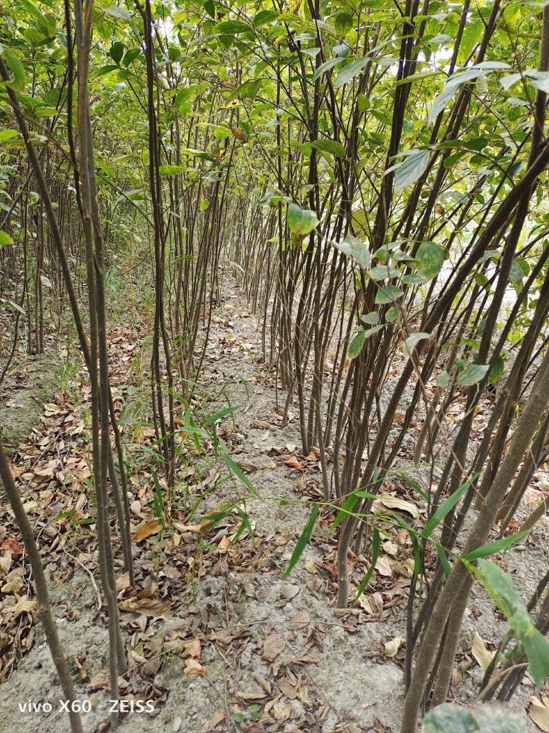 红榉、红榉小苗地径0.6一2.5公分海量现货供应