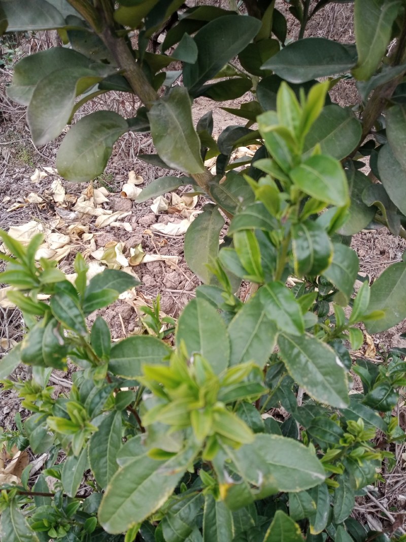 高山云雾茶大量上市，品种多，规格齐全，物美价优，欢迎品鉴