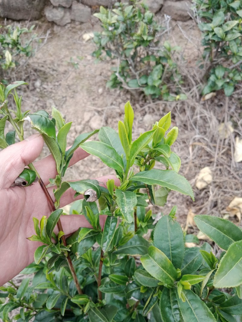 高山云雾茶大量上市，品种多，规格齐全，物美价优，欢迎品鉴