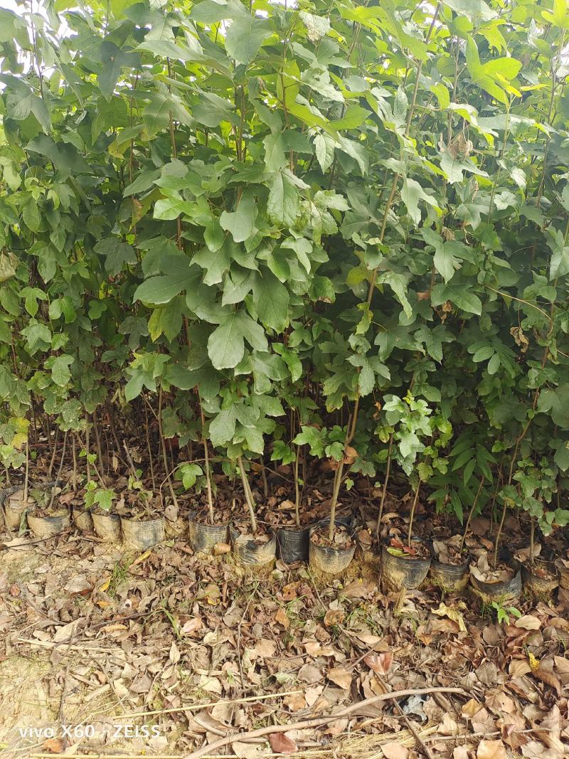 枫香杯苗、无纺布袋苗，欢迎来电咨询！