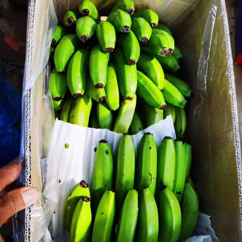 云南蕉广西蕉三把四把蕉不受寒低温蕉果面干净支持全国发货
