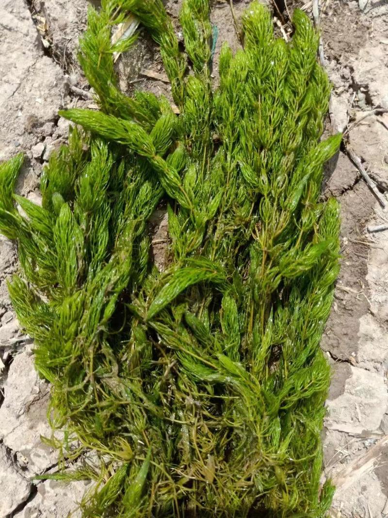 轮叶黑藻，黑藻，沉水植物，可提供种植技术