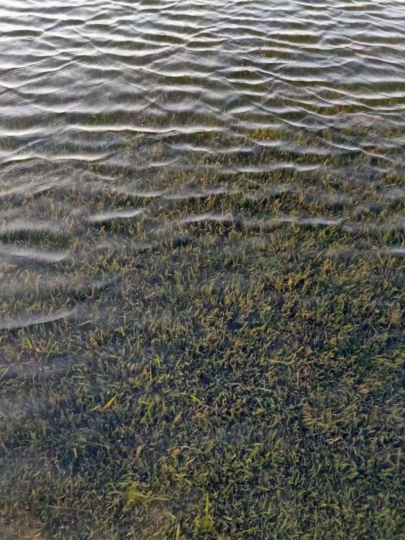 轮叶黑藻，黑藻，沉水植物，可提供种植技术