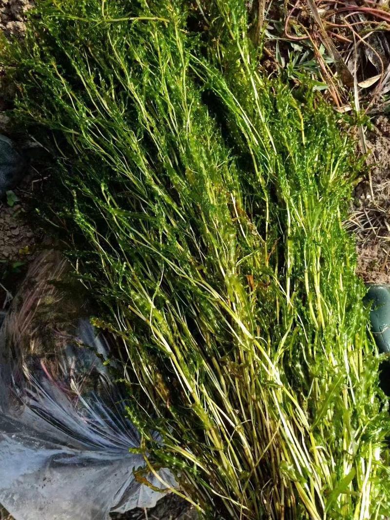 轮叶黑藻，黑藻，沉水植物，可提供种植技术