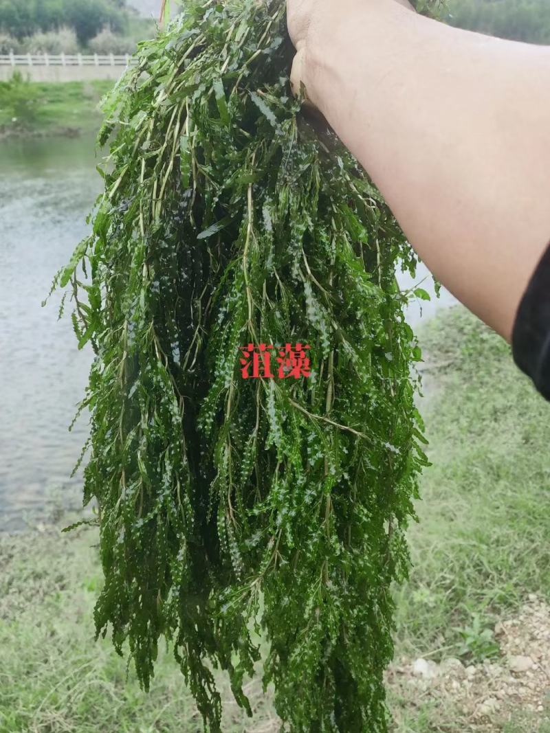 轮叶黑藻，黑藻，沉水植物，可提供种植技术