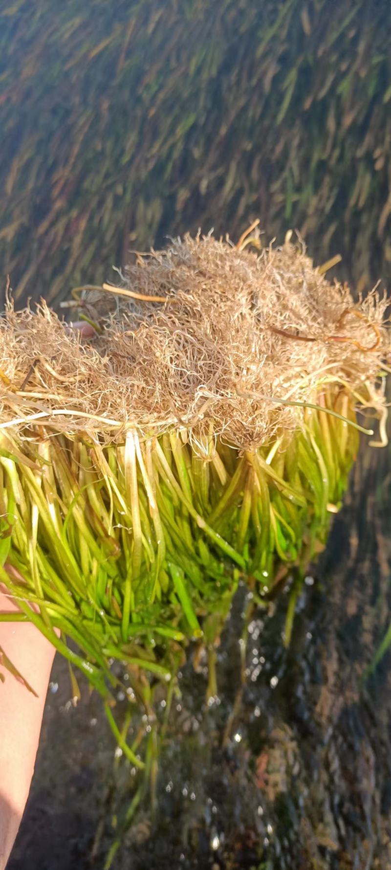 轮叶黑藻，黑藻，沉水植物，可提供种植技术