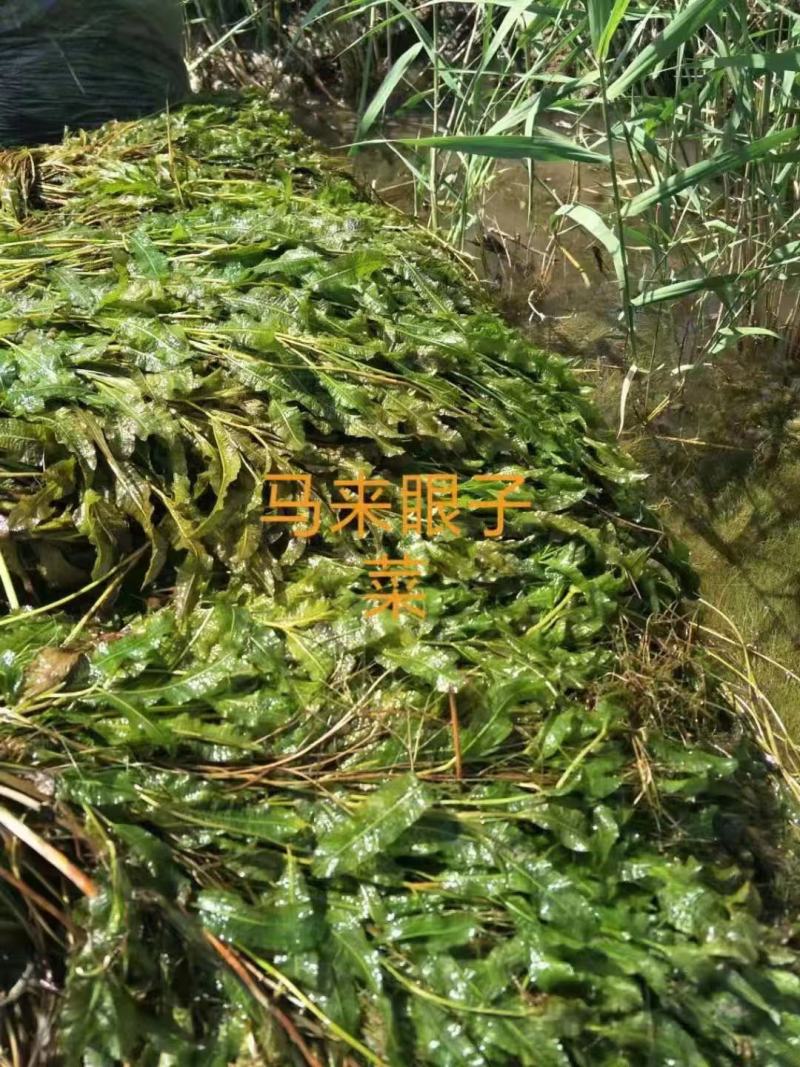 轮叶黑藻，黑藻，沉水植物，可提供种植技术