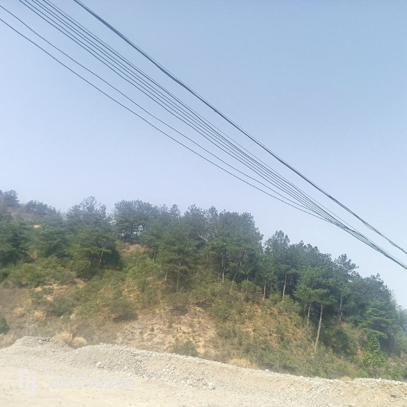 河南省信阳市优质茶油，一手货原，量大从优