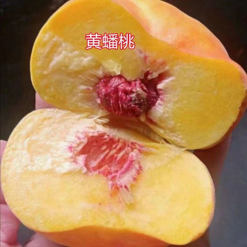 黄金蟠桃树苗蟠桃树苗红蟠桃树苗油蟠桃树苗