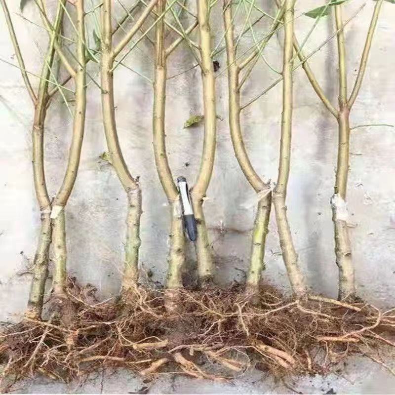 黄金蟠桃树苗蟠桃树苗红蟠桃树苗油蟠桃树苗