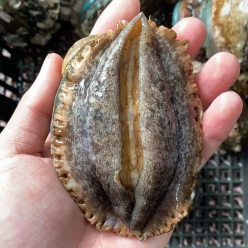 活运大鲍鱼新鲜活冻规格齐全鲍鱼肉