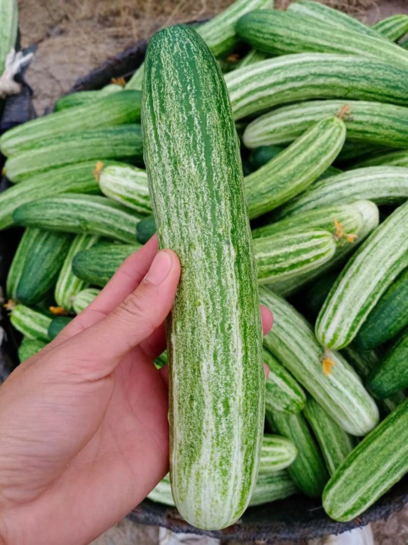 本地新鲜燕白黄瓜，无苦味，无空心。产地直供。货源充足。