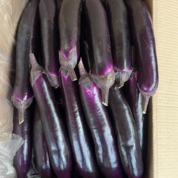 2023徐闻县紫长茄广茄大量上市，质优价合理