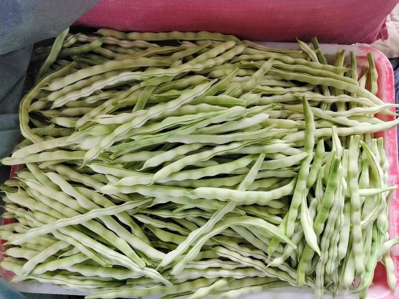 山东优质白芸豆大量供应，一首货源，量大价优