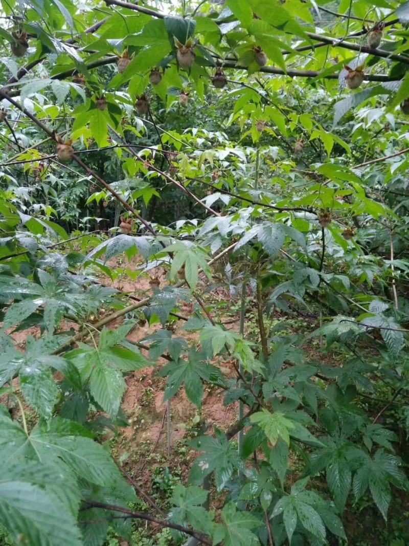 甜茶苗刺儿茶苗甜叶覆盆子苗七叶覆盆子苗