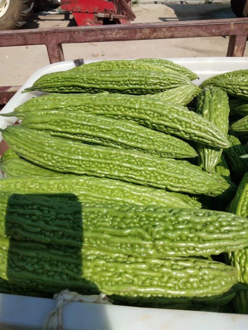 苦瓜苦瓜干苦瓜片苦瓜干片精品电烤无硫安全健康
