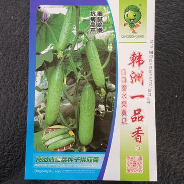 高端杂交种韩洲一品香水果黄瓜种子产量高品质好价格高