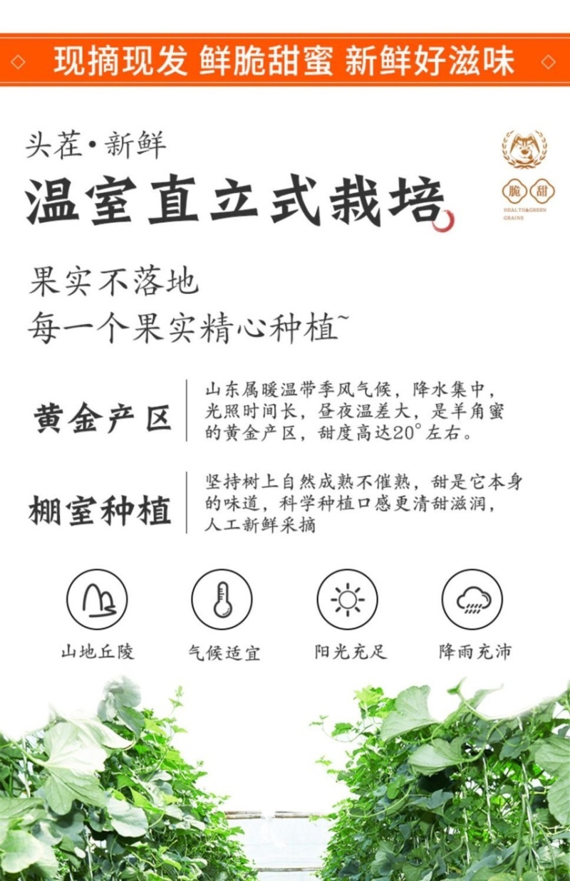 电商一件代发羊角蜜山东供应链
