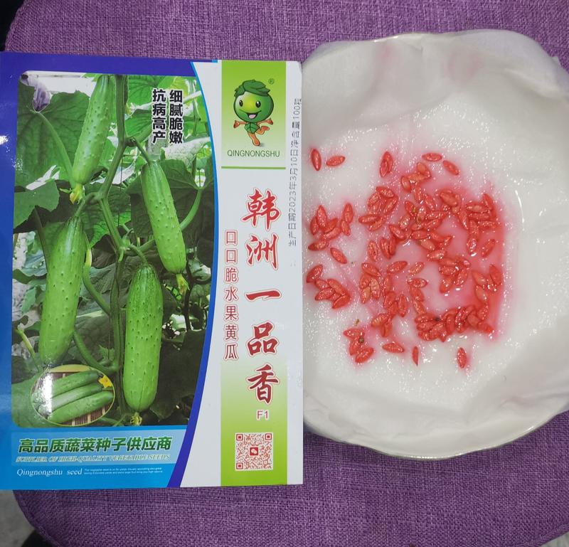高端杂交种韩洲一品香水果黄瓜种子产量高品质好价格高