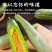 电商一件代发羊角蜜山东供应链