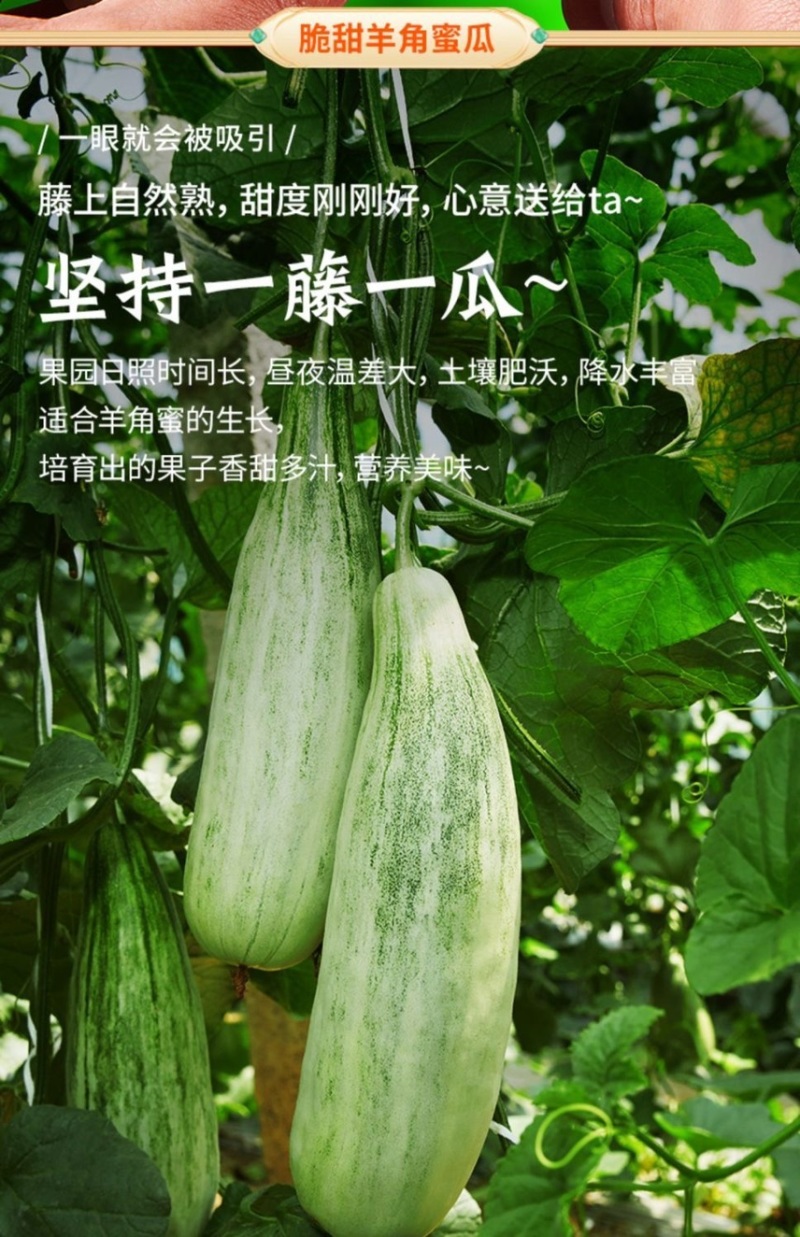 电商一件代发羊角蜜山东供应链