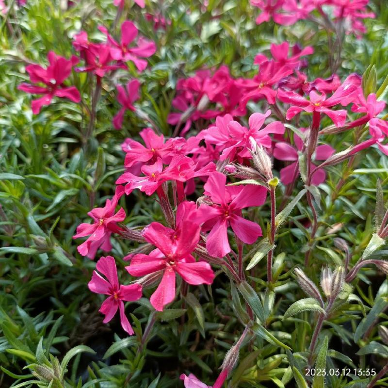 丛生福禄考花苗，大面积种植，花海景观打造