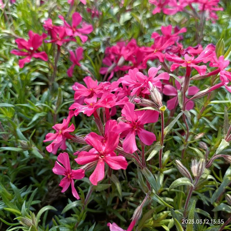 丛生福禄考花苗，大面积种植，花海景观打造