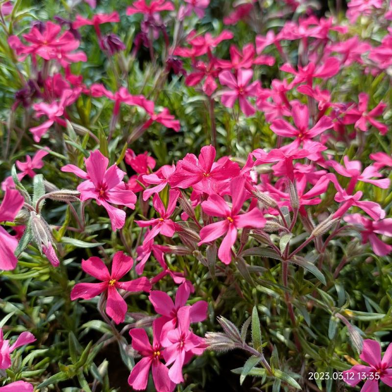 丛生福禄考花苗，大面积种植，花海景观打造