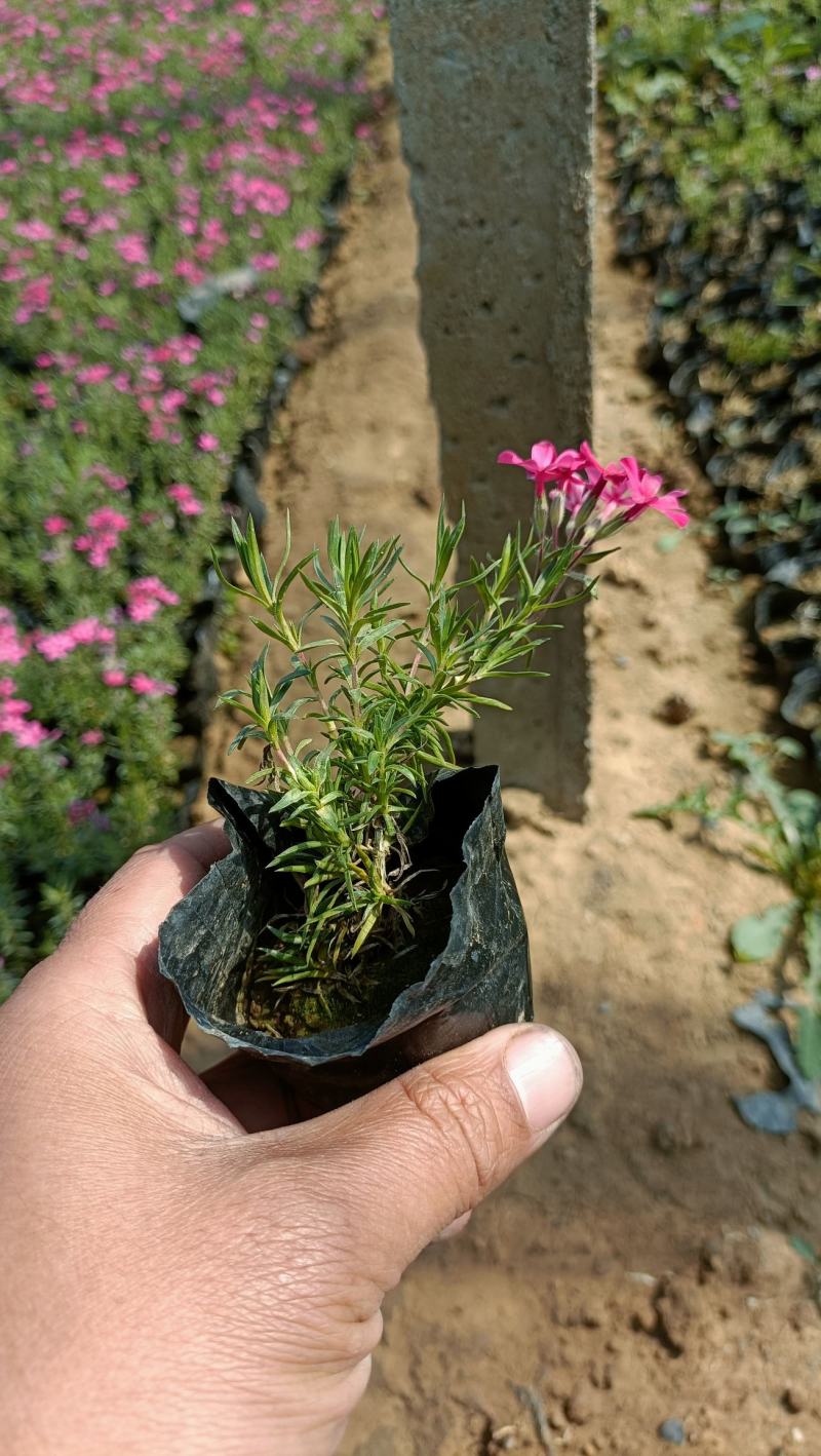 丛生福禄考花苗，大面积种植，花海景观打造