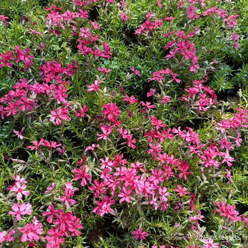丛生福禄考花苗，大面积种植，花海景观打造