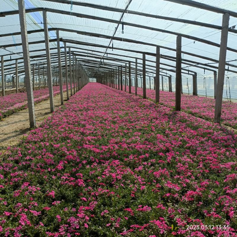 丛生福禄考花苗，大面积种植，花海景观打造