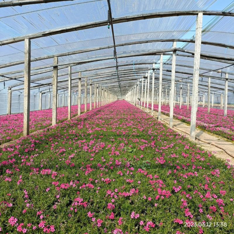 丛生福禄考花苗，大面积种植，花海景观打造