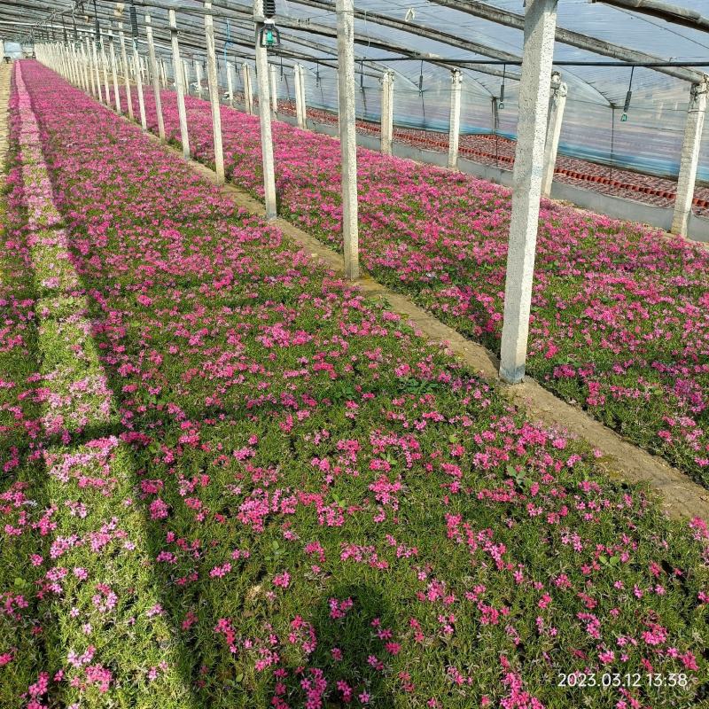 丛生福禄考花苗，大面积种植，花海景观打造