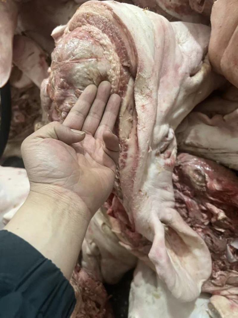 母猪帯耳劈半猪头