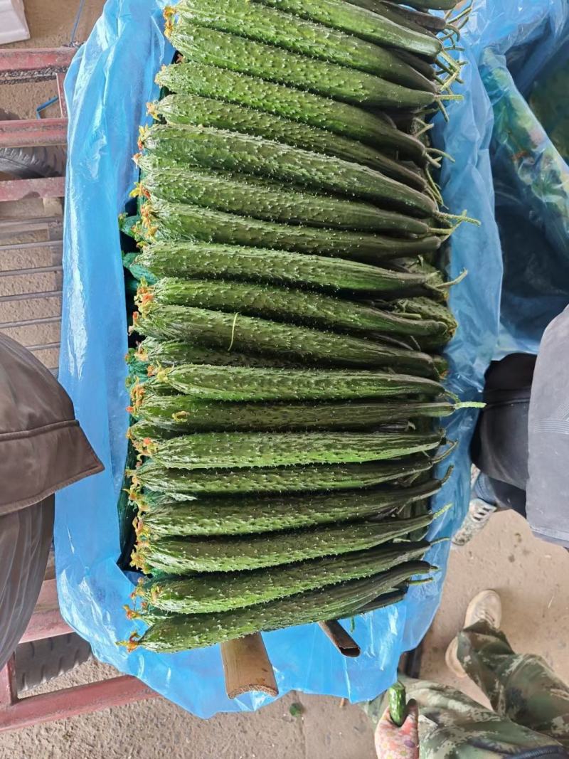 高端杂交种韩洲荣耀瓜条顺直刺密把短青皮青肉口感爽脆结瓜多