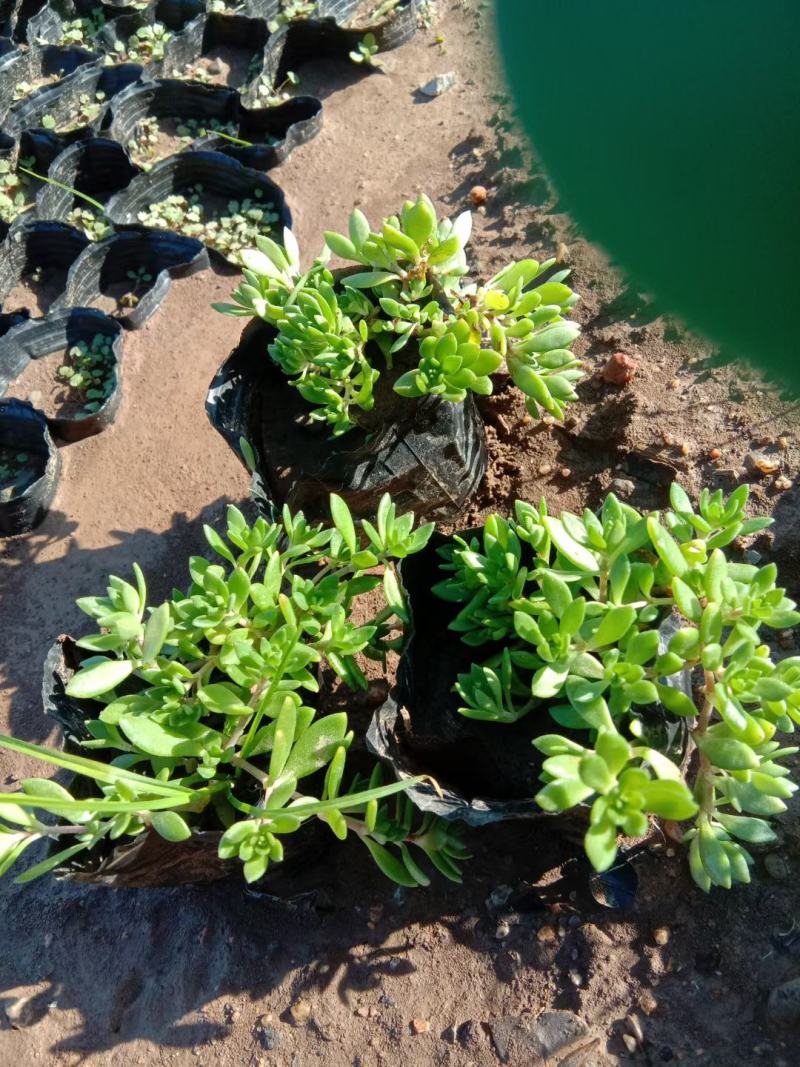 垂盆草小苗，小杯大盆规格，基地现货批发