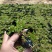 垂盆草小苗，小杯大盆规格，基地现货批发