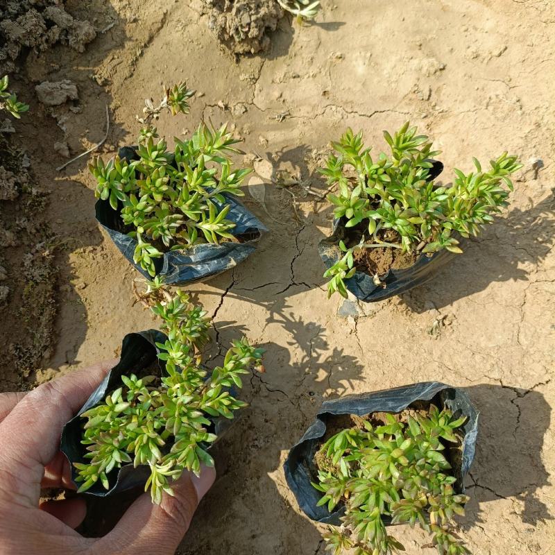 垂盆草小苗，小杯大盆规格，基地现货批发