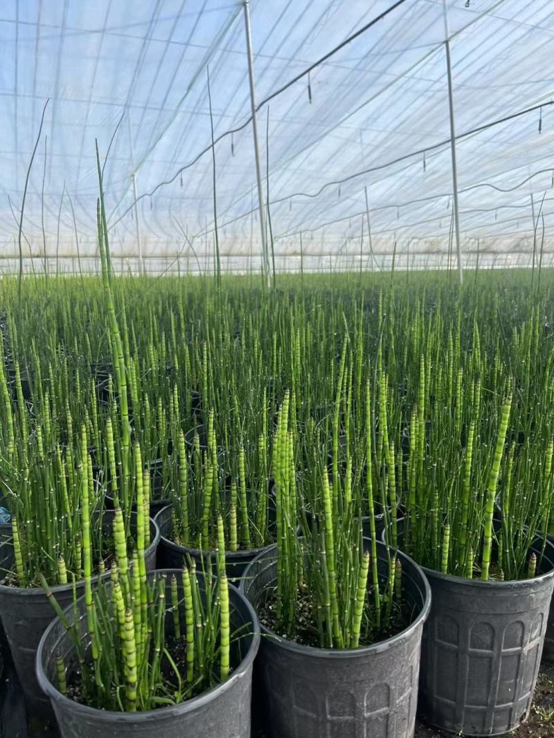 木贼盆栽苗，坤盛花卉基地批发