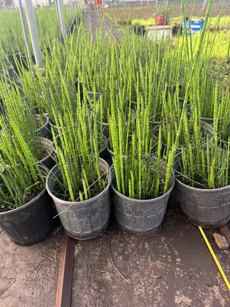木贼盆栽苗，坤盛花卉基地批发