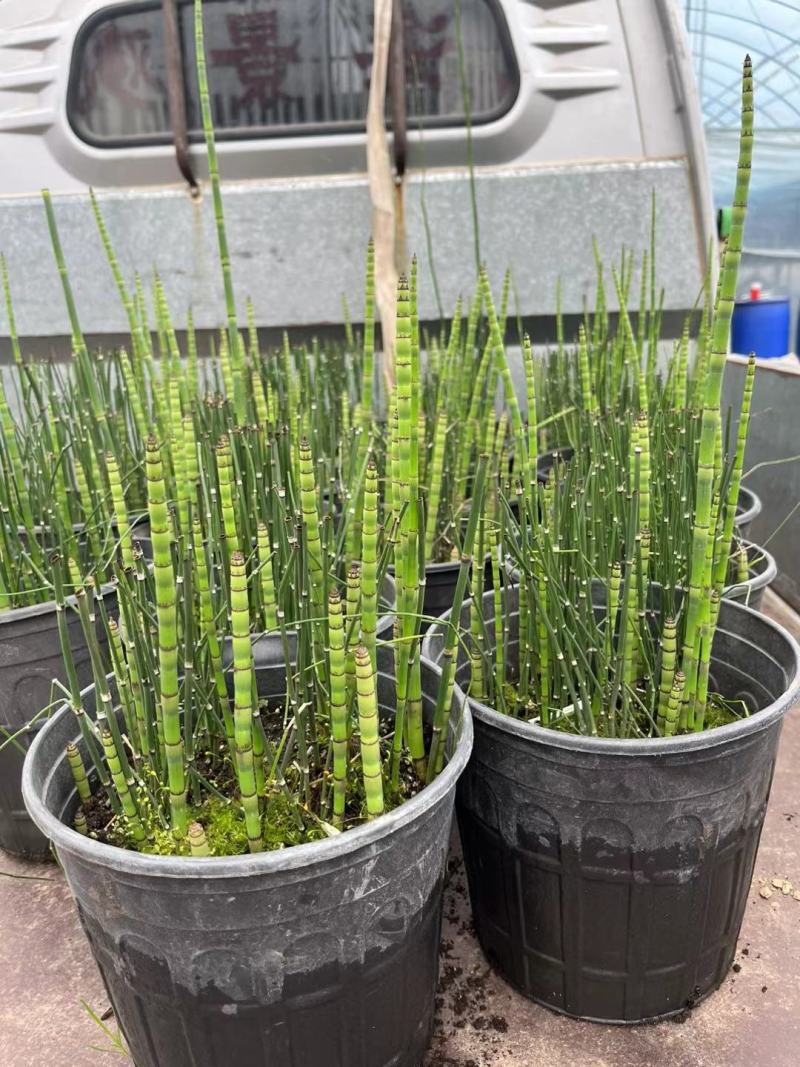 木贼盆栽苗，坤盛花卉基地批发