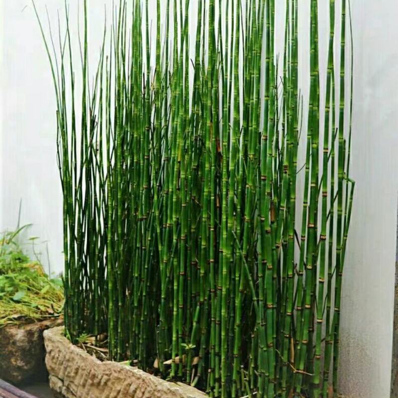 木贼盆栽苗，坤盛花卉基地批发