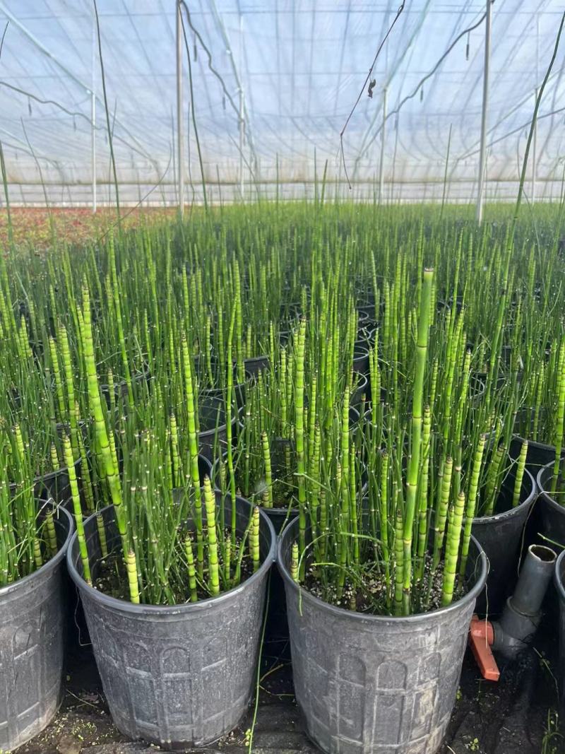 木贼盆栽苗，坤盛花卉基地批发