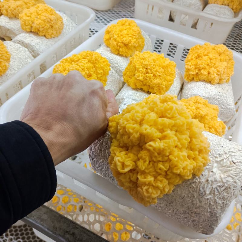 金耳菌棒