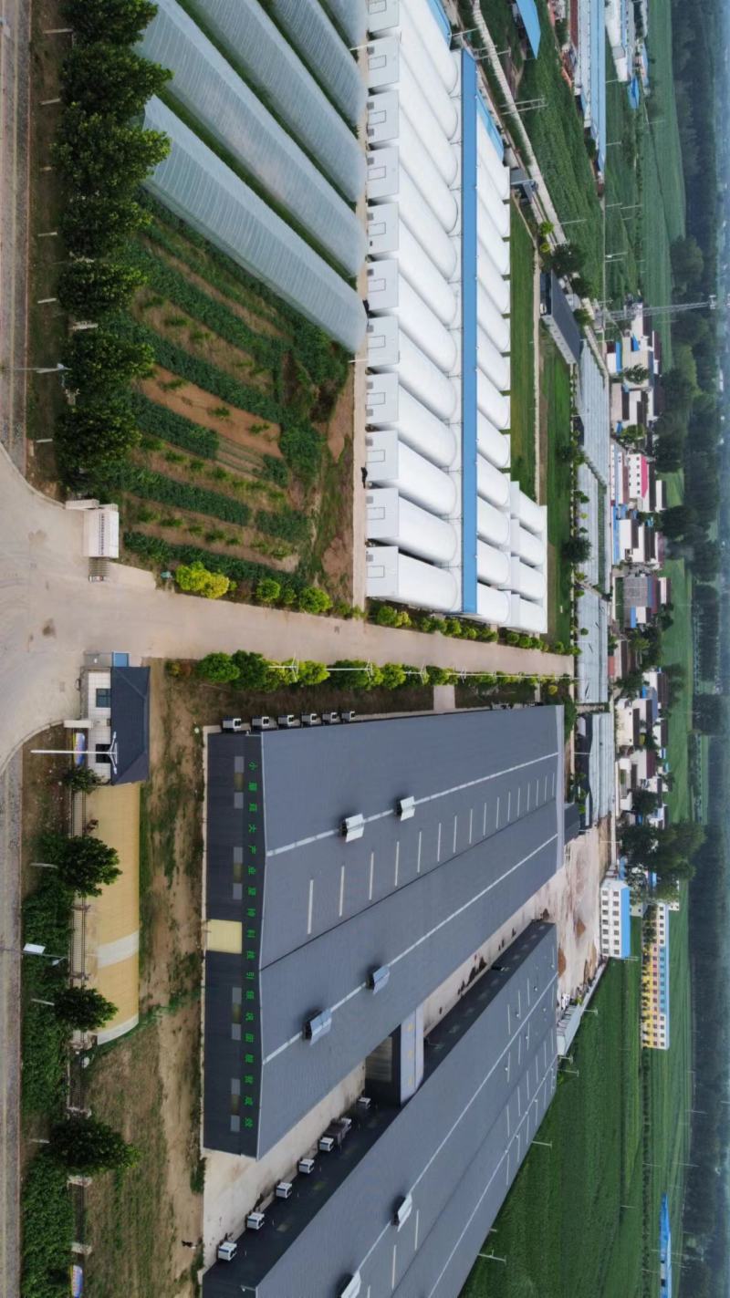 金耳菌棒