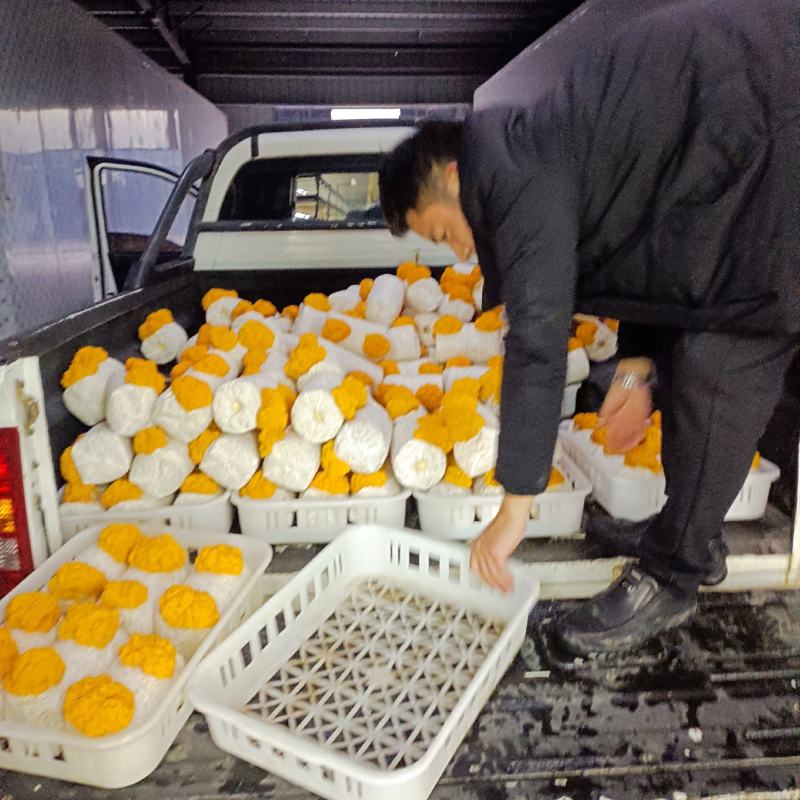 金耳菌棒
