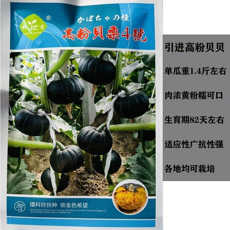 南瓜种子优质贝贝南瓜新品种高粉甜面春秋季大田用种蔬菜种子